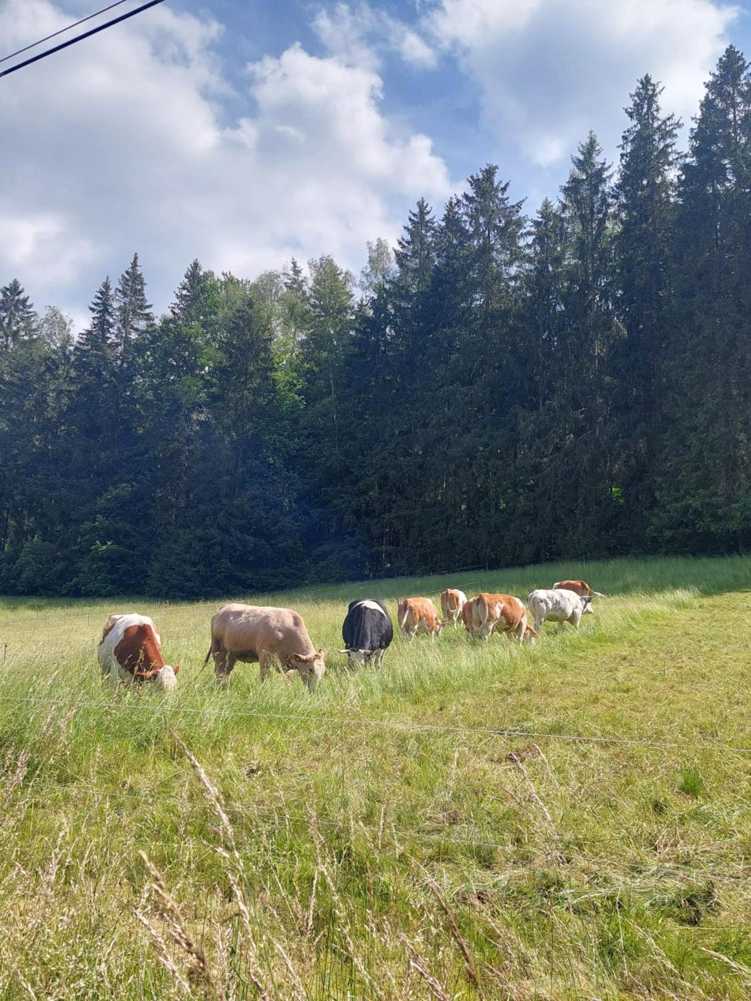 Ferienhaus Rosemarie Erlbach Vogtland Luaran gambar